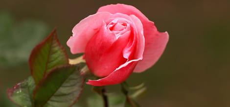 A garden rose